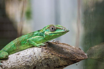 Portrait of knight anole lizard.