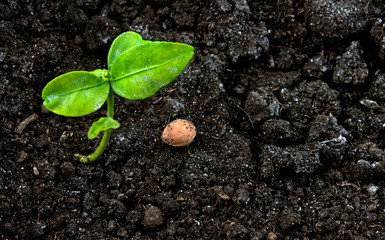 green plant in soil