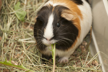 Guinea pig