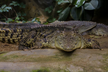 Nile crocodile (Crocodylus niloticus)