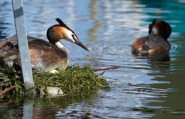 Crested grebe (podiceps cristatus) duck on nest