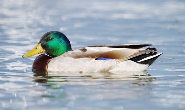 Mallard (anas platyrhynchos) duck