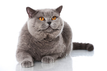 Britisch Kurzhaar Kater