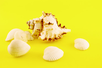 Whelk and seashells