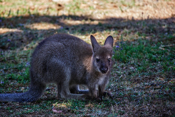 Red kangaroo (Macropus rufus) portrait