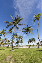 Fototapeta na wymiar Palm trees in Miami Beach, Florida