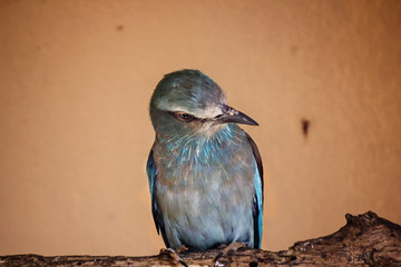 Blue-bellied Roller (Coracias cyanogaster)