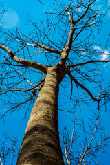 Para rubber tree