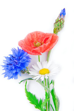 poppy flowers  and cornflower isolated on white