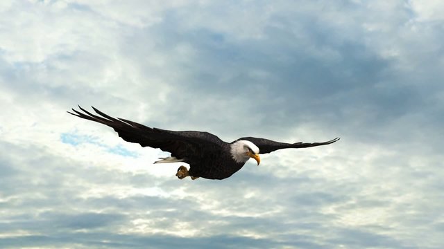 Bald Eagle in the glide  Close-Up