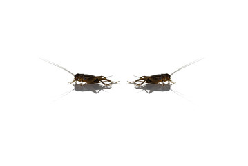 brown of small gryllidae on white.