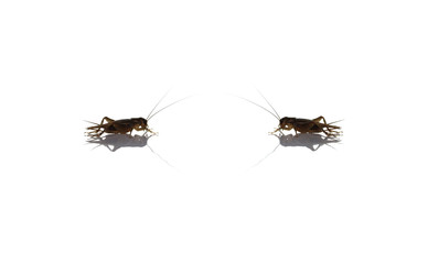 brown of small gryllidae on white.