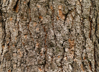 bark texture