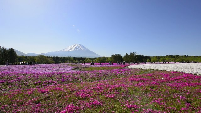 Phlox and Mt.Fuji,in Yamanashi,Japan