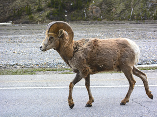 A big horn sheep ram in Jasper, Alberta