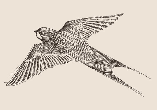 swallows flying bird vintage illustration, engraved style
