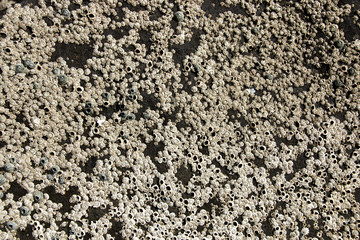 Seaside Rock Encrusted with Tiny Grey Barnacles