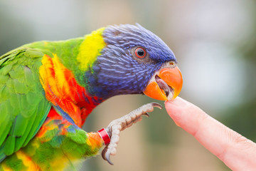 Naklejka premium Australian Rainbow Lorikeet, Trichoglossus moluccanus