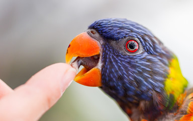 Australian Rainbow Lorikeet, Trichoglossus moluccanus