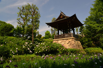鐘楼と花菖蒲