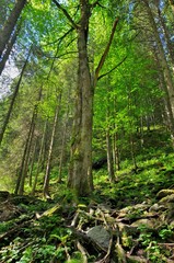 Obraz premium Forest on a high mountain slope
