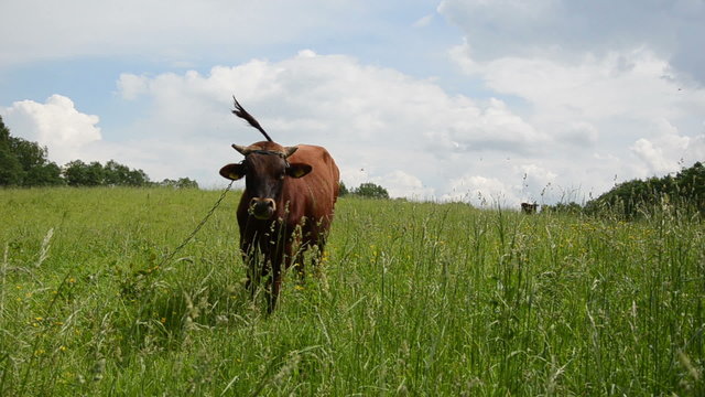 bull graze in pasture surrounded by horseflies gadfly insects