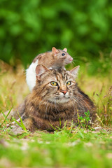 Naklejka na ściany i meble Domestic rat sitting on the head of tabby cat