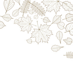 Autumn color leaves background template.