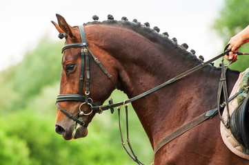 Portrait of bay horse