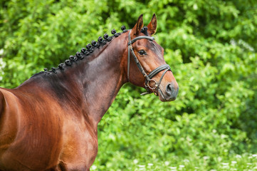 Portrait of bay stallion