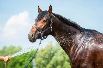 Crédence de cuisine en verre imprimé Léquitation Bay horse enjoying the shower outdoor