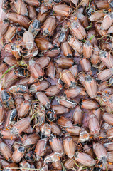 big pile of brown cockchafer chafer