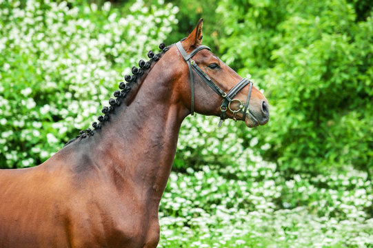 Portrait of bay stallion