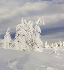 Trees covered with hoarfrost and snow in mountains