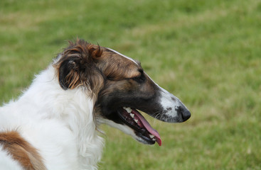 The Head and Neck of a Beautiful Borzoi Dog.