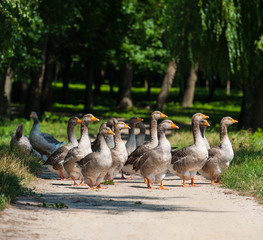 geese
