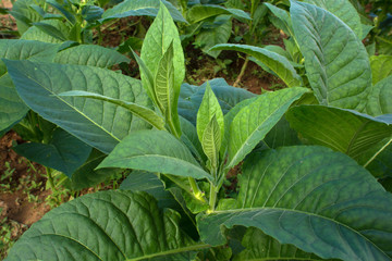 Piantagione di tabacco