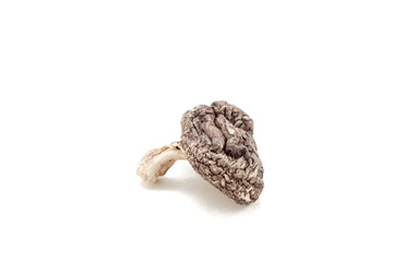 Japanese dried shiitake mushroom