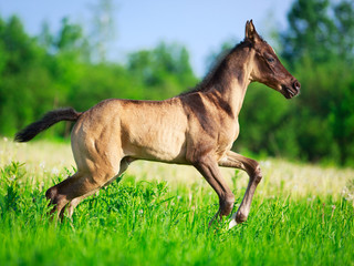 Fototapeta premium Akhal-Teke horse