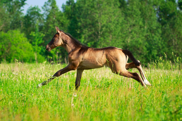 Akhal-Teke horse