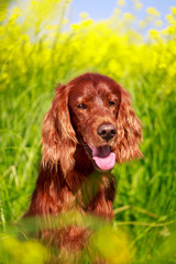 Red irish setter dog