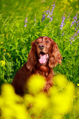 Red irish setter dog