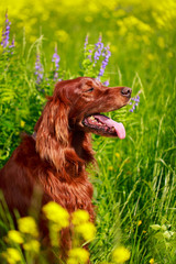 Red irish setter dog