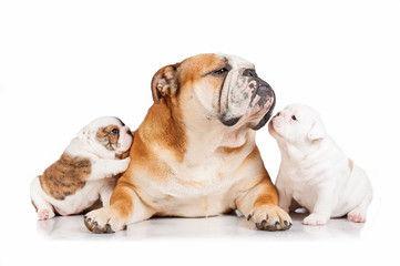 English bulldog mother with puppies
