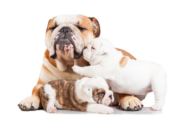Obraz premium English bulldog mother with puppies