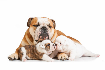 English bulldog mother with puppies