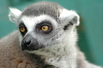 Fototapeta premium Ring-tailed Lemur (Lemur catta)