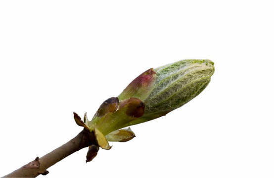 Сhestnut bud in the spring on white background