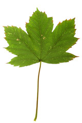 maple leaf isolated on white