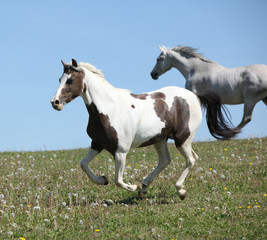 Obraz na płótnie Canvas Two amazing horses running together